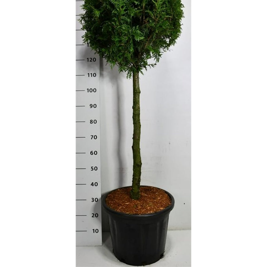 Thuja – Thuja occidentalis 'Brabant' - C35 80 cm. Stam